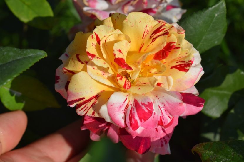  - TRANDAFIRI VARA 2018 V