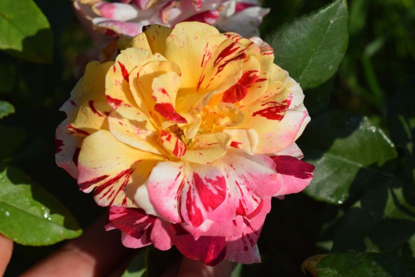  - TRANDAFIRI VARA 2018 V