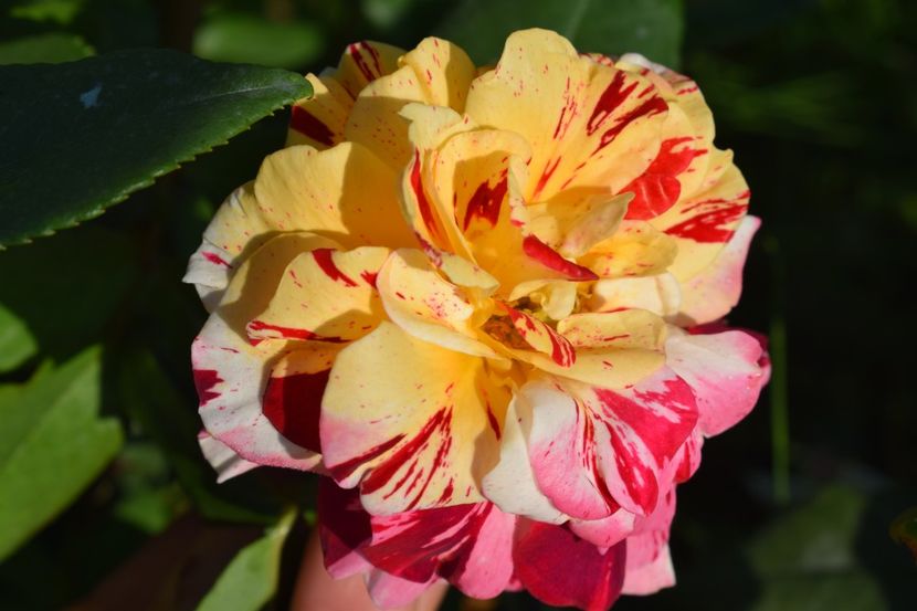  - TRANDAFIRI VARA 2018 V