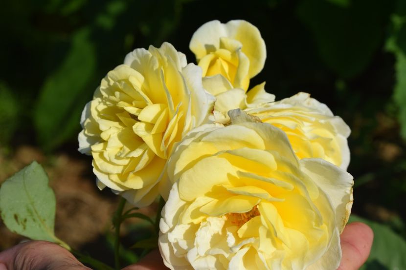  - TRANDAFIRI VARA 2018 V