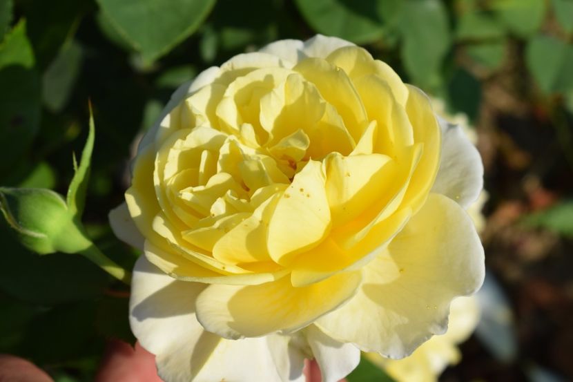  - TRANDAFIRI VARA 2018 V