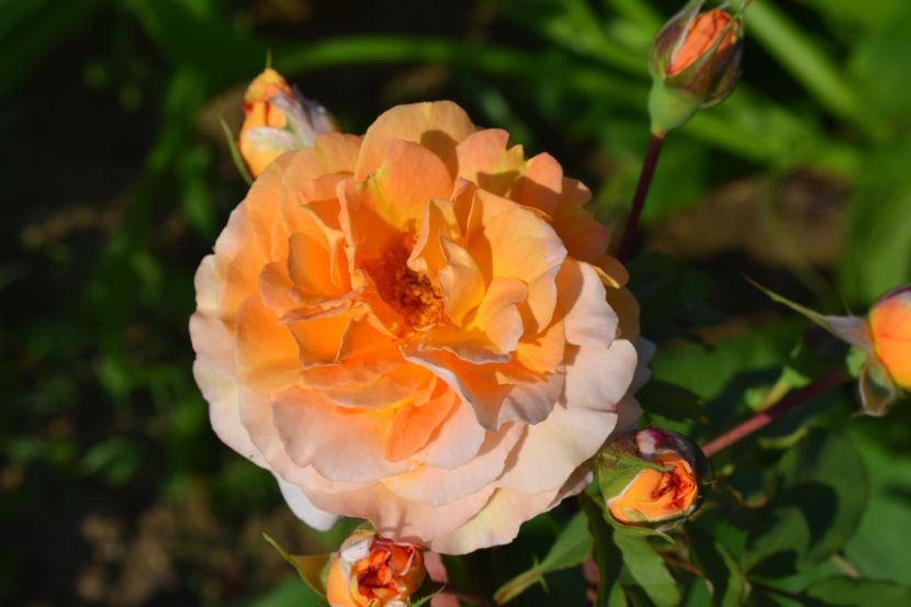  - TRANDAFIRI VARA 2018 V