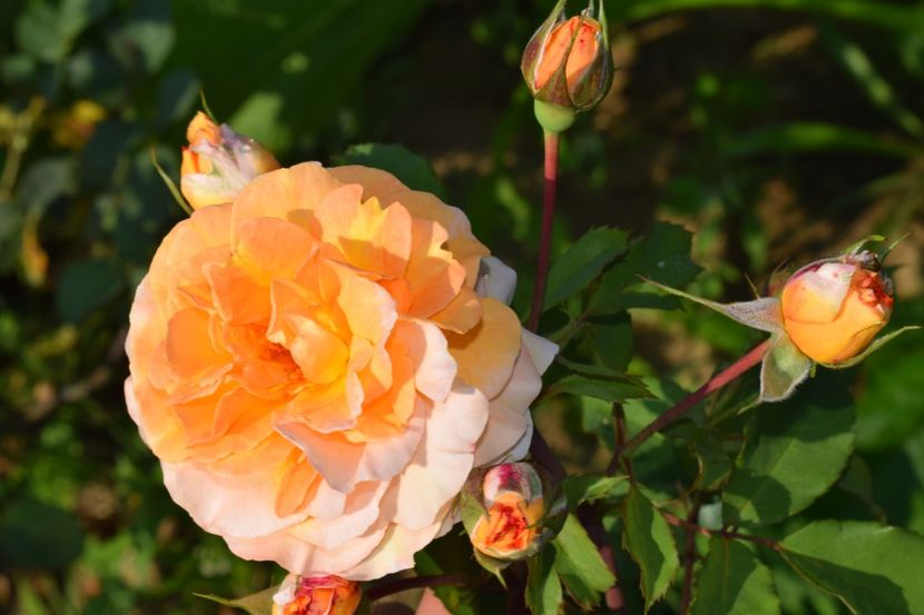  - TRANDAFIRI VARA 2018 V