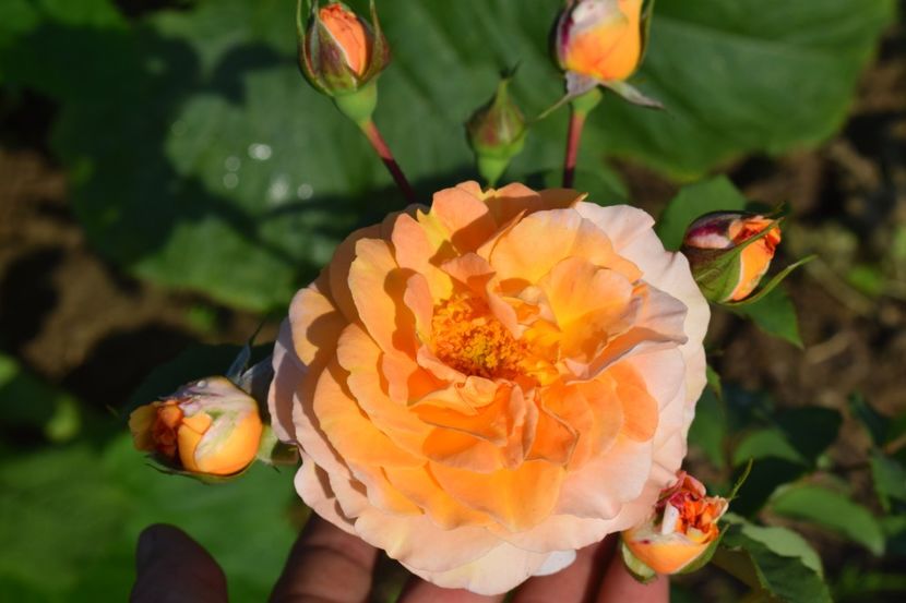  - TRANDAFIRI VARA 2018 V