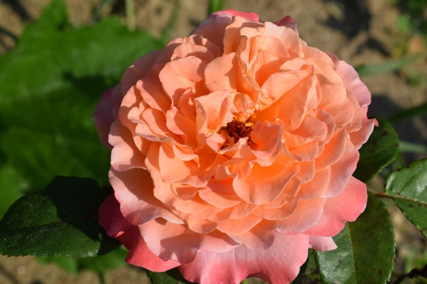  - TRANDAFIRI VARA 2018 V