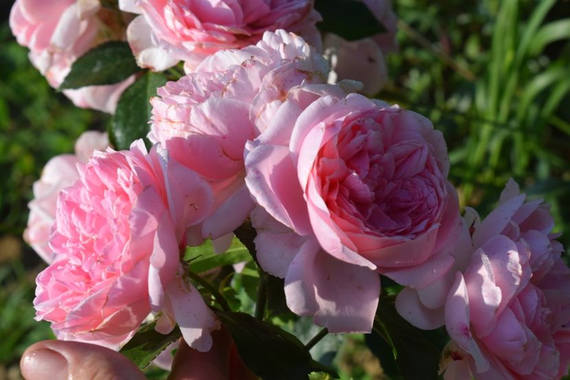  - TRANDAFIRI VARA 2018 V