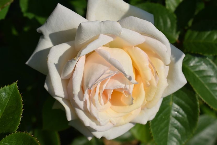  - TRANDAFIRI VARA 2018 V