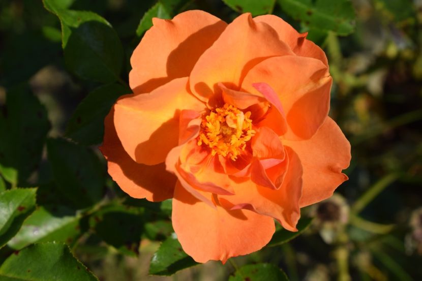  - TRANDAFIRI VARA 2018 V