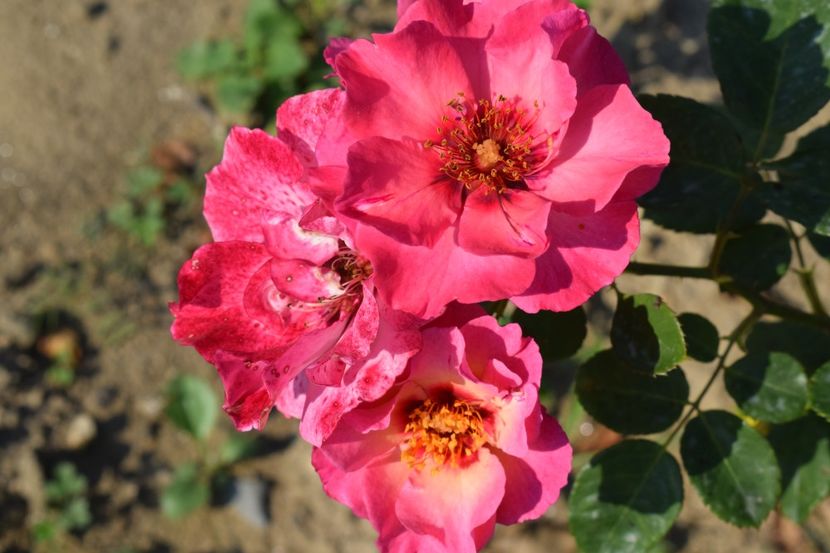  - TRANDAFIRI VARA 2018 V