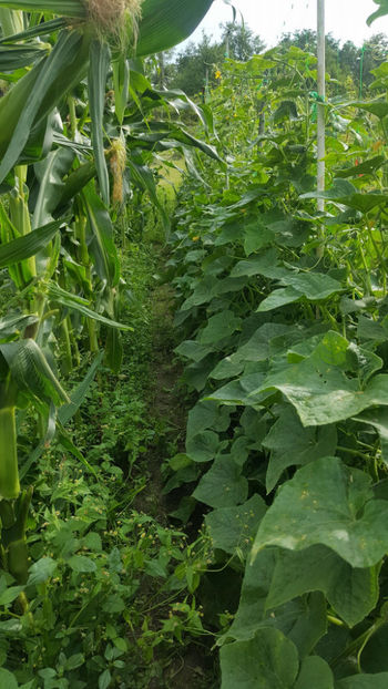  - RASADURI si RECOLTA