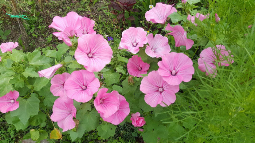  - Diferite flori din gradina mea -2018