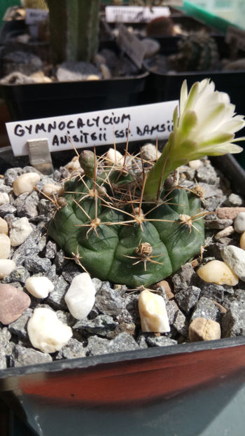 17.08.2018 - Gymnocalycium anisitsii ssp damsii