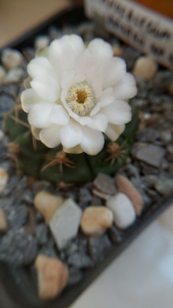 17.08.2018 - Gymnocalycium anisitsii ssp damsii