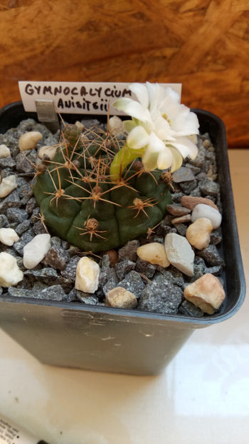 17.08.2018 - Gymnocalycium anisitsii ssp damsii