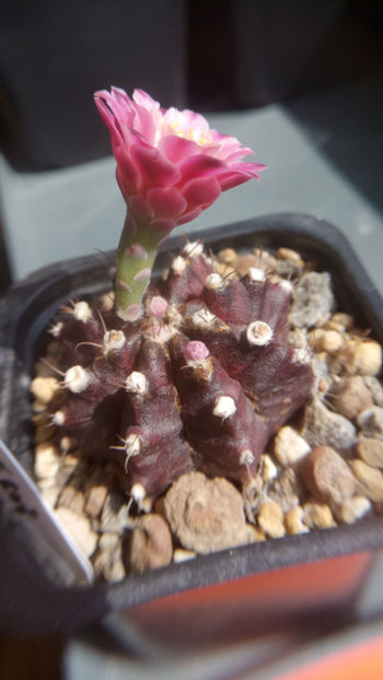 17.08.2018 - Gymnocalycium mihanovichii