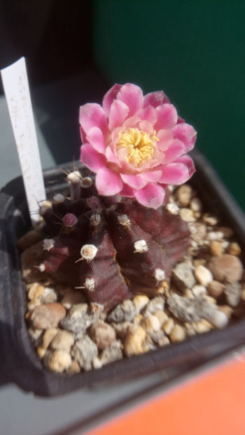 17.08.2018 - Gymnocalycium mihanovichii