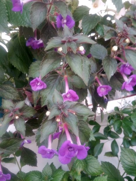  - Violaceea semiplena