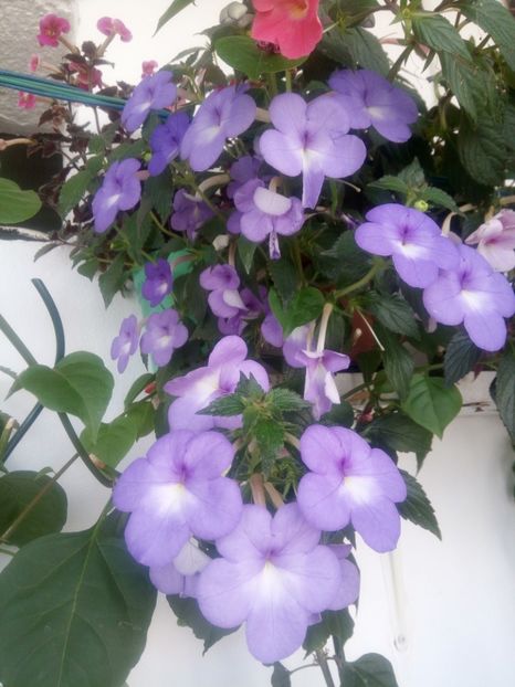 Annie Belle - Annie Belle