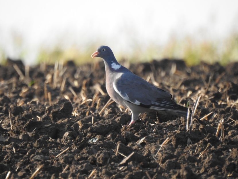 Porumbel gulerat (Columba palumbus) - FOTOGRAFIE