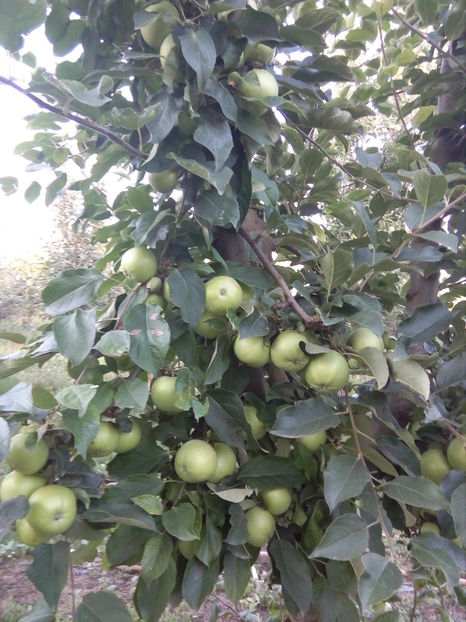  - Prin Livada-Fructe 2018