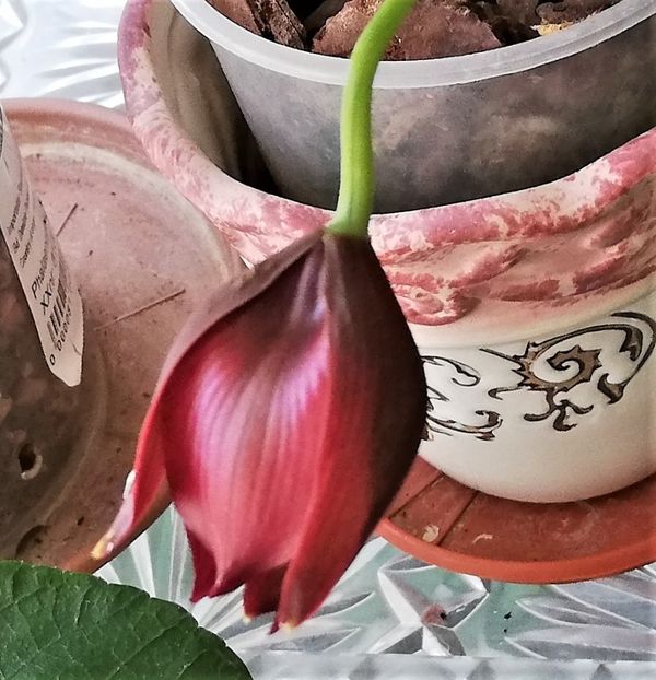 Wine Delight J.E.M. - Cycnodes