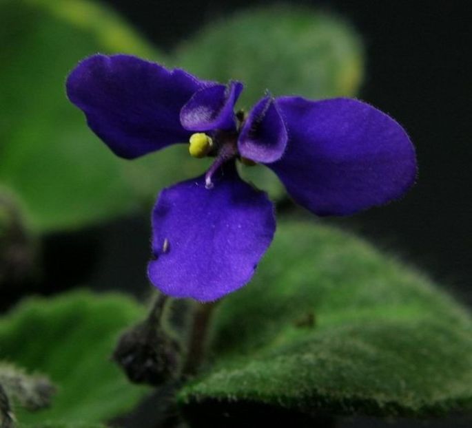Blue Tail Fly - AA Violete in colecție poze net