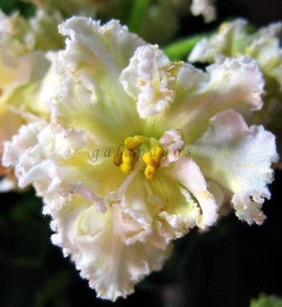 LE Oskar - AA Violete in colecție poze net