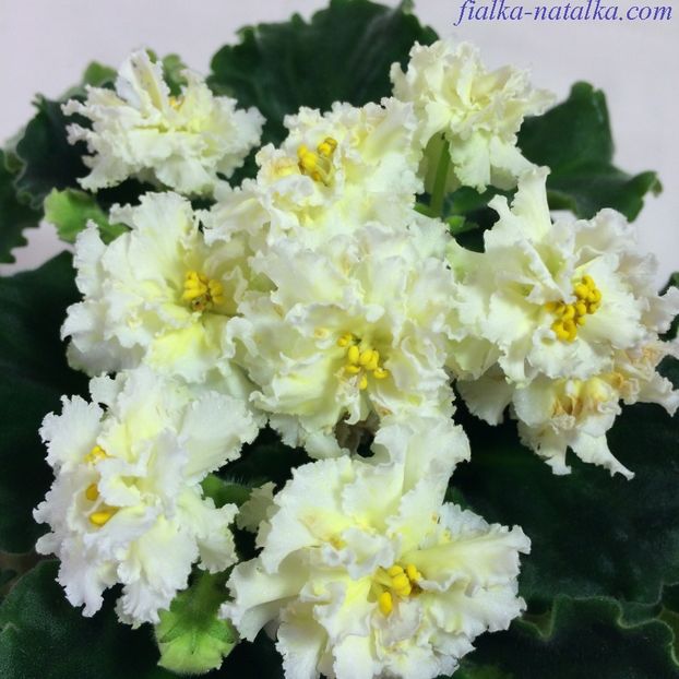 LE Oskar - AA Violete in colecție poze net