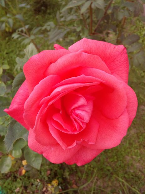  - TRANDAFIRI 2018-2019