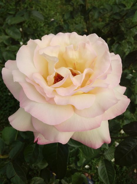  - TRANDAFIRI 2018-2019