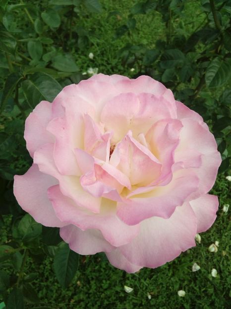  - TRANDAFIRI 2018-2019