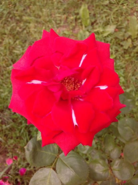  - TRANDAFIRI 2018-2019