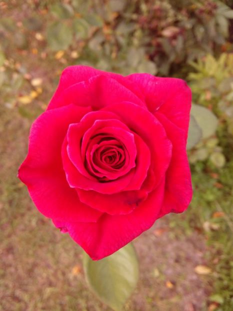  - TRANDAFIRI 2018-2019