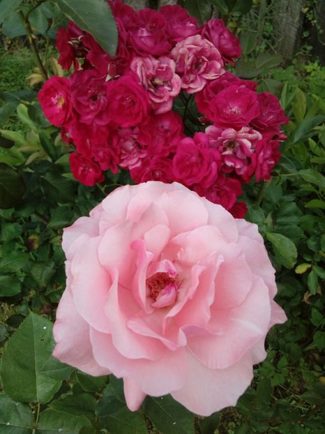  - TRANDAFIRI 2018-2019