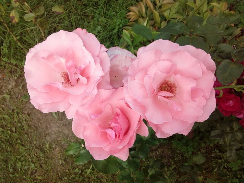  - TRANDAFIRI 2018-2019