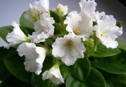 Alan s White Feather - AA Violete in colecție poze net