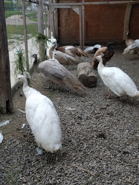  - P---PAUNI 2016-2018