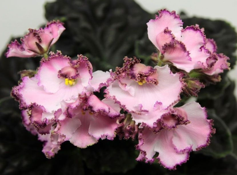 LE Mont Saint Michel - AA Violete in colecție poze net