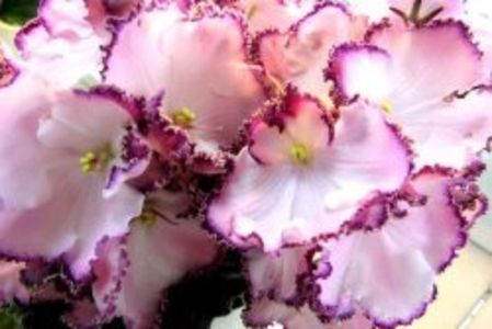 LE Mont Saint Michel - AA Violete in colecție poze net