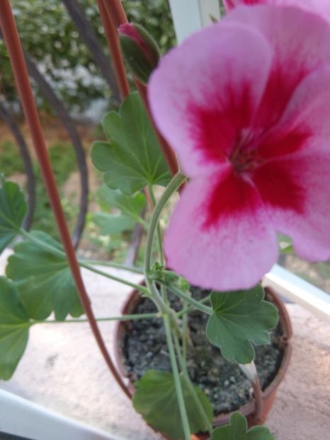  - Muscata englezeasca