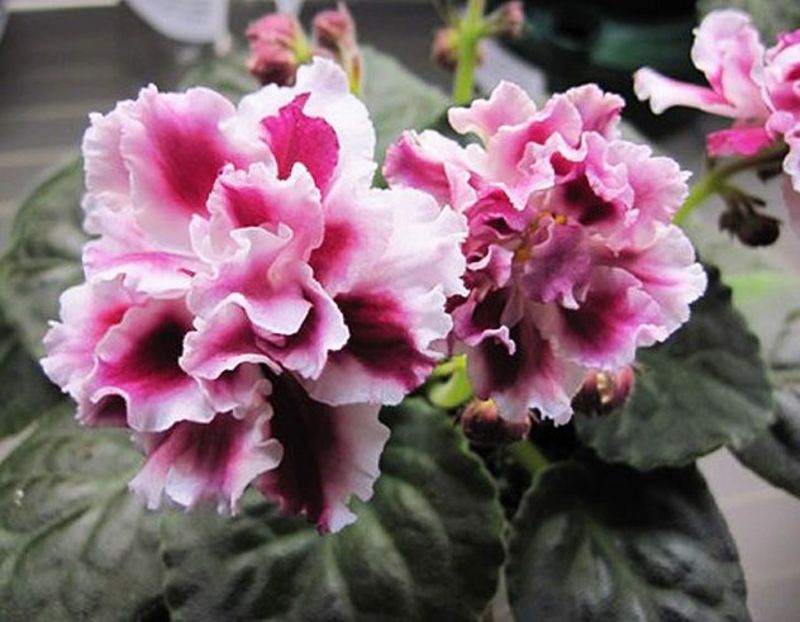 Frosty Cherry - AA Violete in colecție poze net