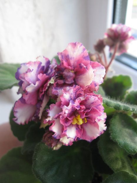 Psychedelic Show - AA Violete in colecție poze net