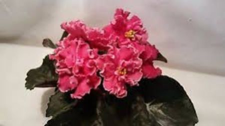 Ian Nariadnaia - AA Violete in colecție poze net