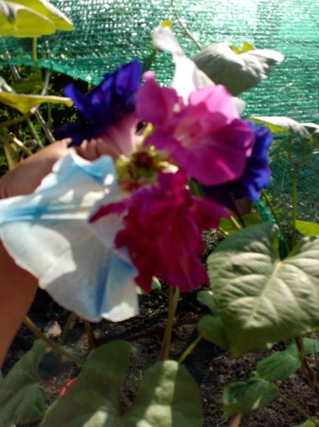  - SEMINTE ZORELE - IPOMOEA DOUBLE - mix