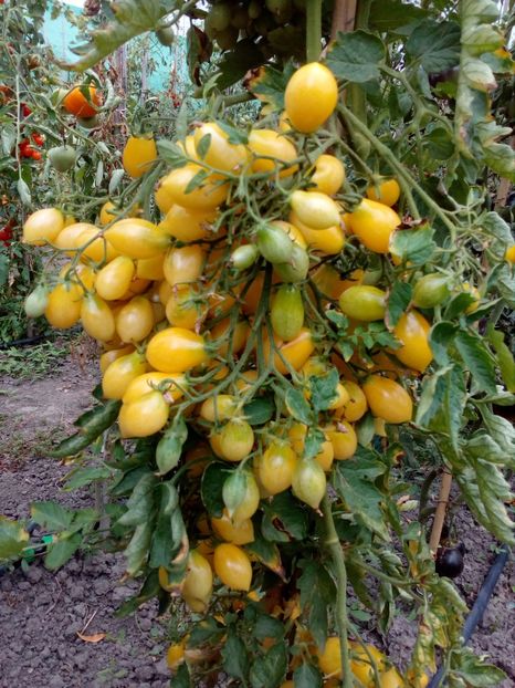  - SEMINTE ROSII - BARRY S CRAZY CHERRY