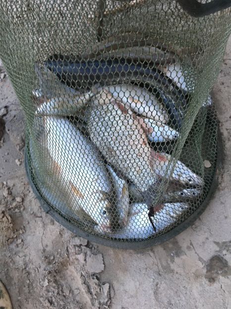 17-07-2018 Vadu Rosca - 11-Alt hobby