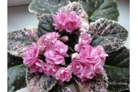 Rebel s Rose Bud - AA Violete in colecție poze net