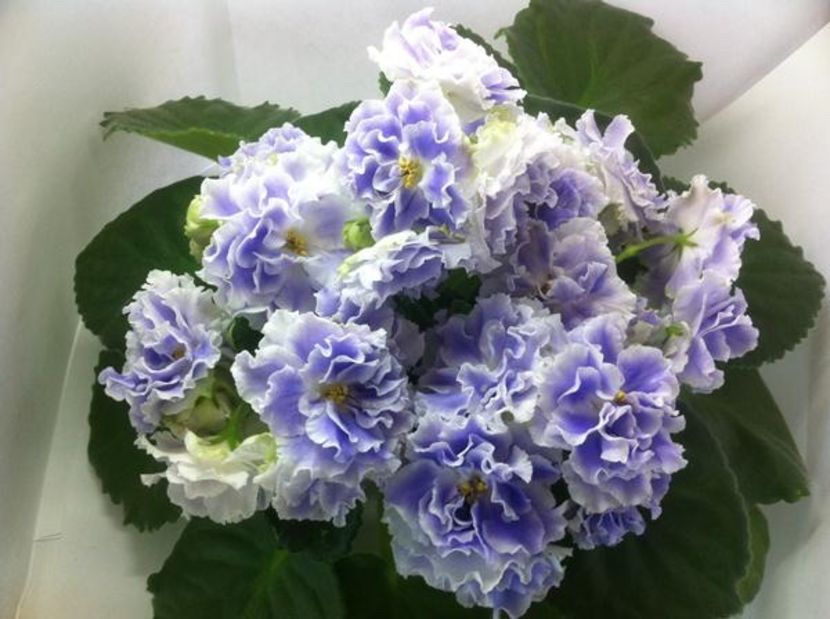 RS Akvamarin - AA Violete in colecție poze net