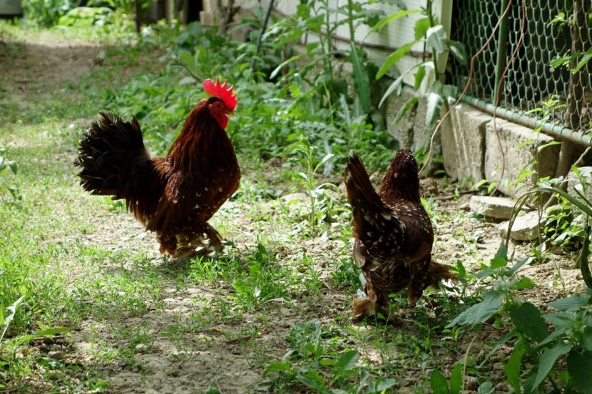  - G - Mii de flori 2018 B