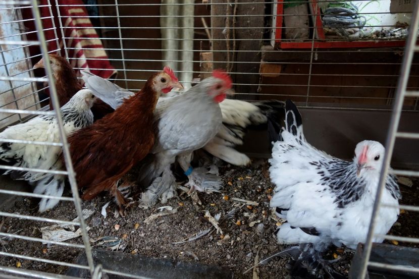  - G - Mii de flori 2018 B